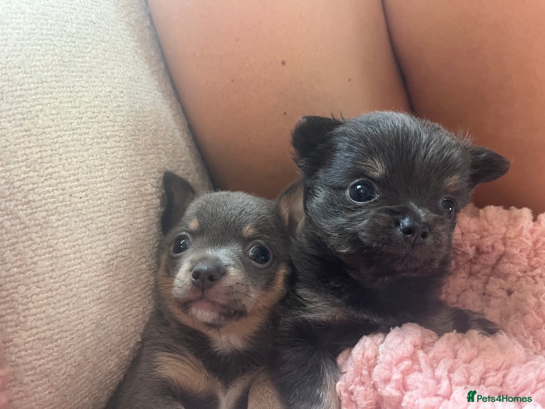 Chihuahua dogs for sale: 2 Chihuahua girls ready to leave   - Advert 3