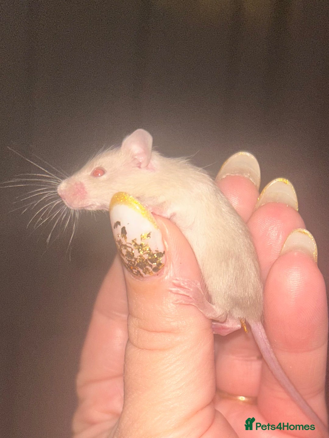 Mouse rodents for sale: Siamese baby mice - Advert 7