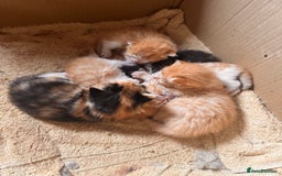 British Longhair cats for sale: 2 beautiful fluffy ginger kittens  - Image 1