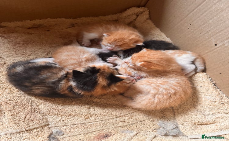 British Longhair cats - Advert 1