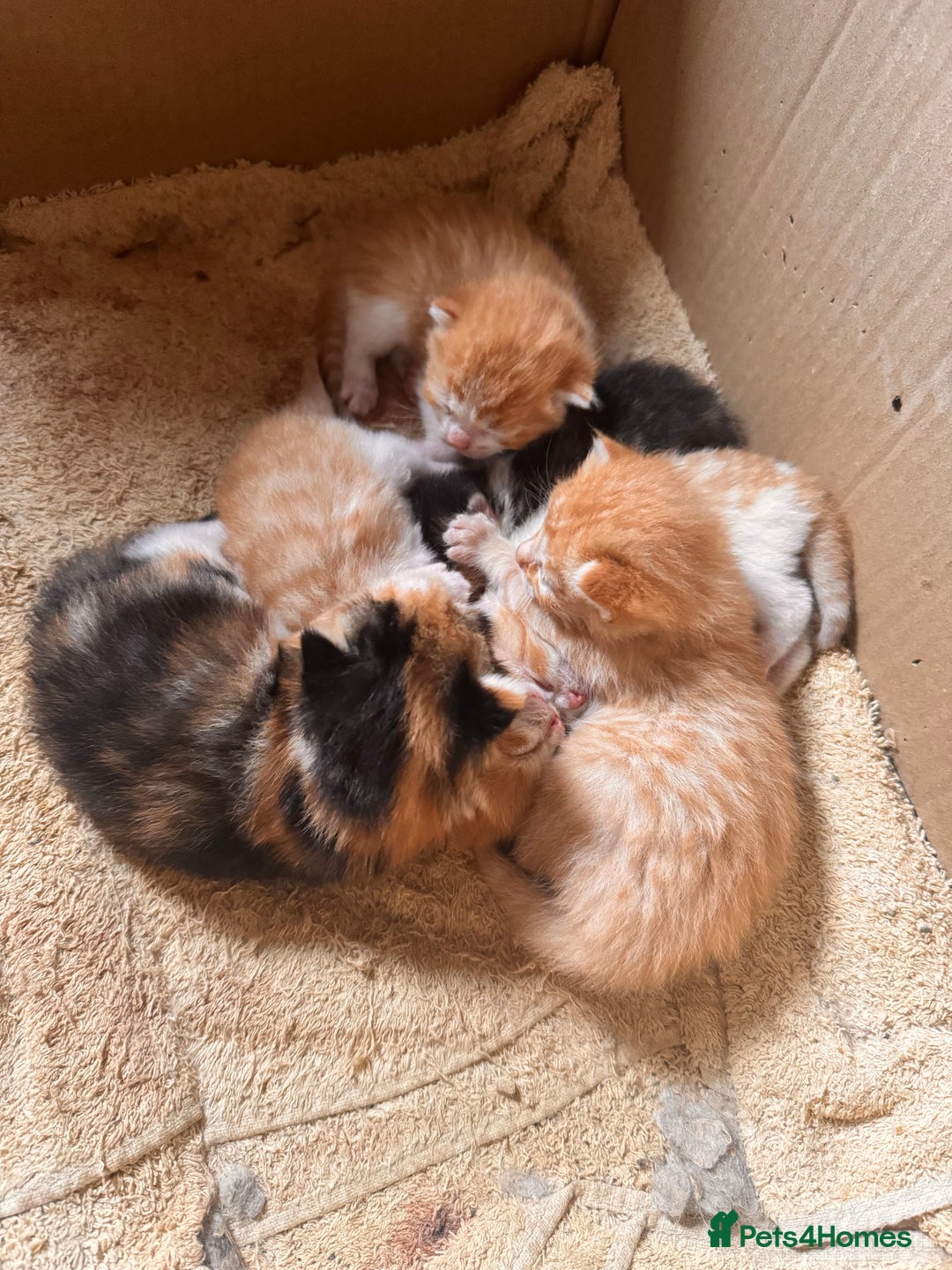 British Longhair cats for sale: 2 beautiful fluffy ginger kittens  - Image 1