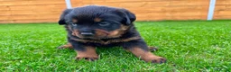 Rottweiler dogs for sale: KC Registered German Line Rottweiler Puppies 🐾🐾 - Advert 20