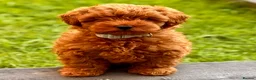 Cavapoo dogs for sale: 11 week old Cavapoo in Dudley - Advert 2