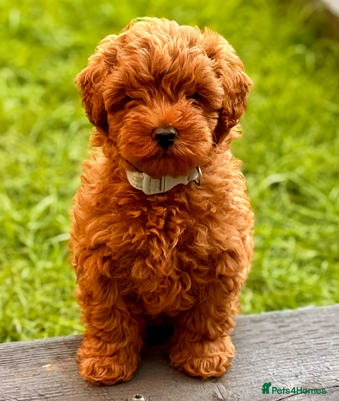 Cavapoo dogs for sale: 11 week old Cavapoo in Dudley - Advert 2