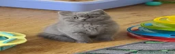British Shorthair cats for sale: Beautiful British Shorthair Kittens  in Coventry - Advert 5