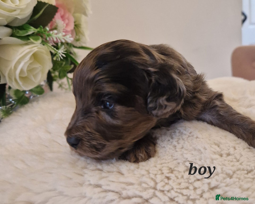 Doxiepoo dogs for sale: Daxipoo  - Image 7