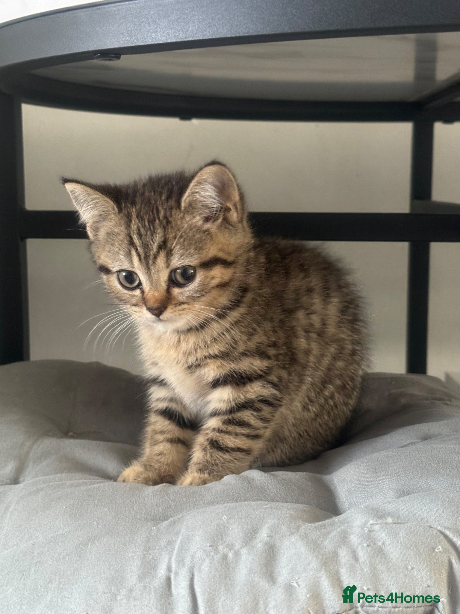 British Shorthair Kitten 2