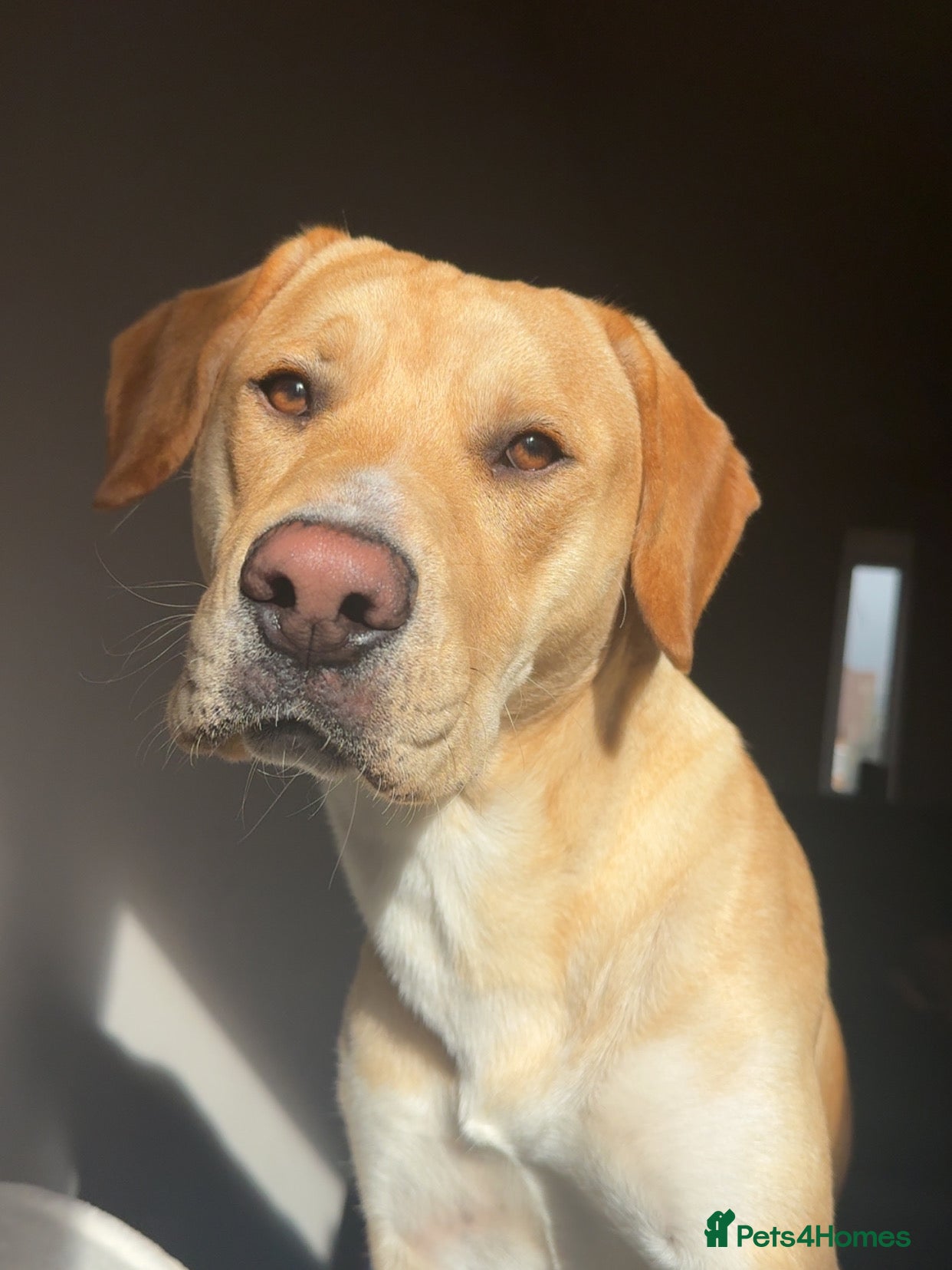 Mixed Breed dogs 10 month old puppy 🤍 - Advert 18