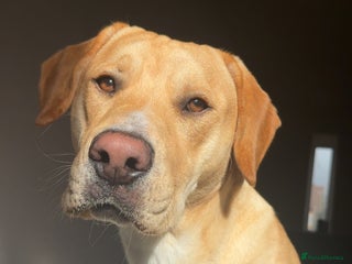 Mixed Breed dogs 10 month old puppy 🤍 - Advert 1