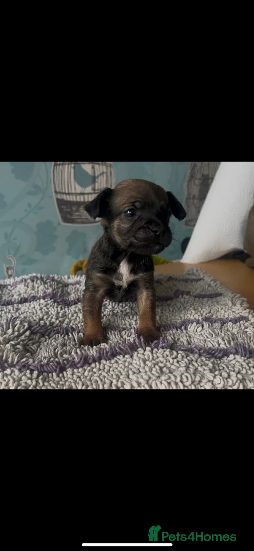 Mixed Breed dogs for sale: 5 cockapoo x chihuahua puppies - Advert 9