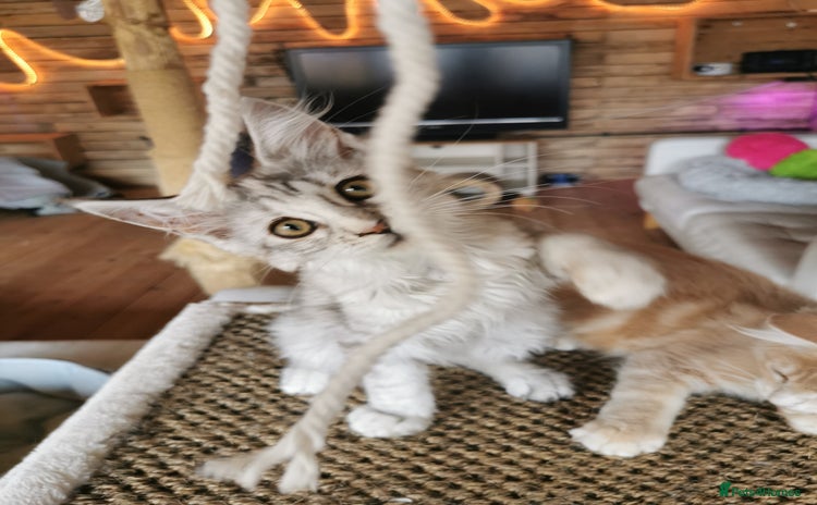 Maine Coon cats - Advert 7