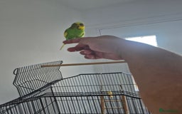 Mixed Breed birds for sale: Beautiful family bird - Image 1