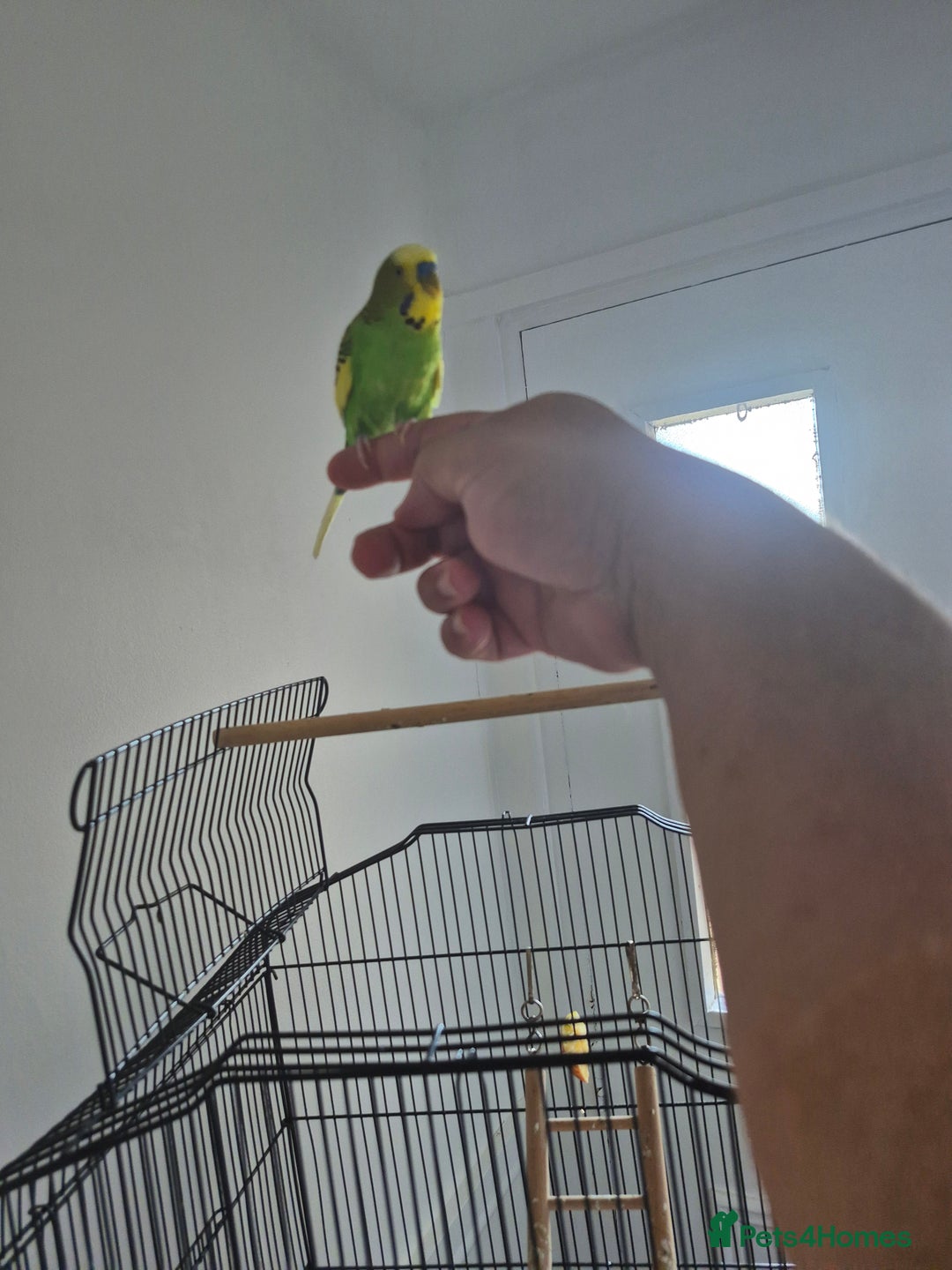 Mixed Breed birds for sale: Beautiful family bird - Image 1