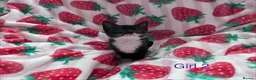 Mixed Breed cats for sale: 5 Kittens Ready to Go! - Advert 5
