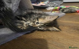 Mixed Breed cats for sale: 2 females mixed maincoon  - Image 6