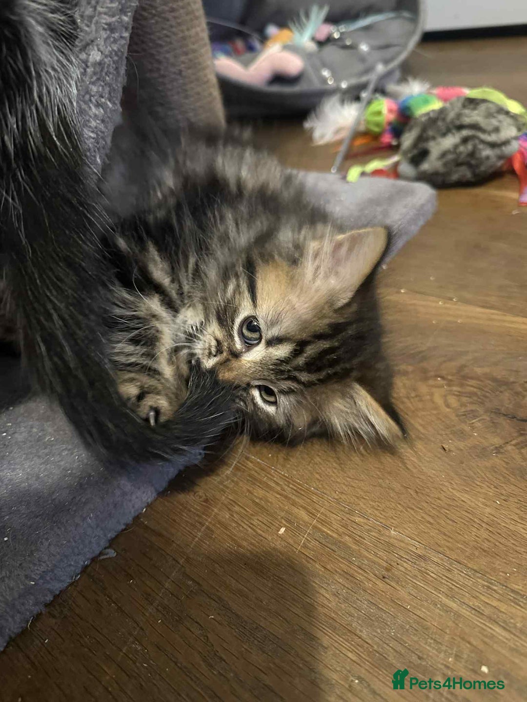 Mixed Breed cats for sale: 2 females mixed maincoon  - Image 6