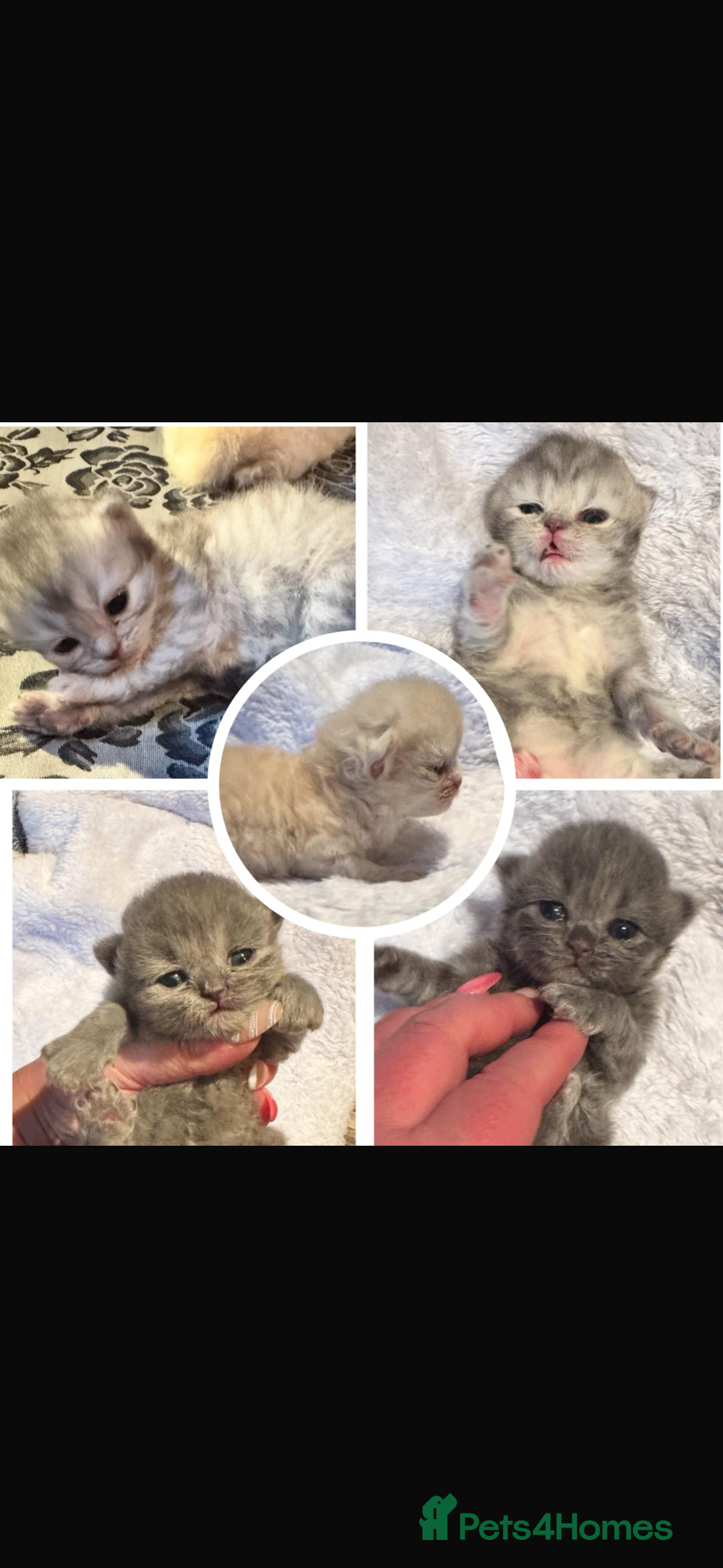 Maine Coon cats Main coon adorable kittens  - Advert 1