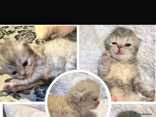 Maine Coon cats Main coon adorable kittens - Advert 1