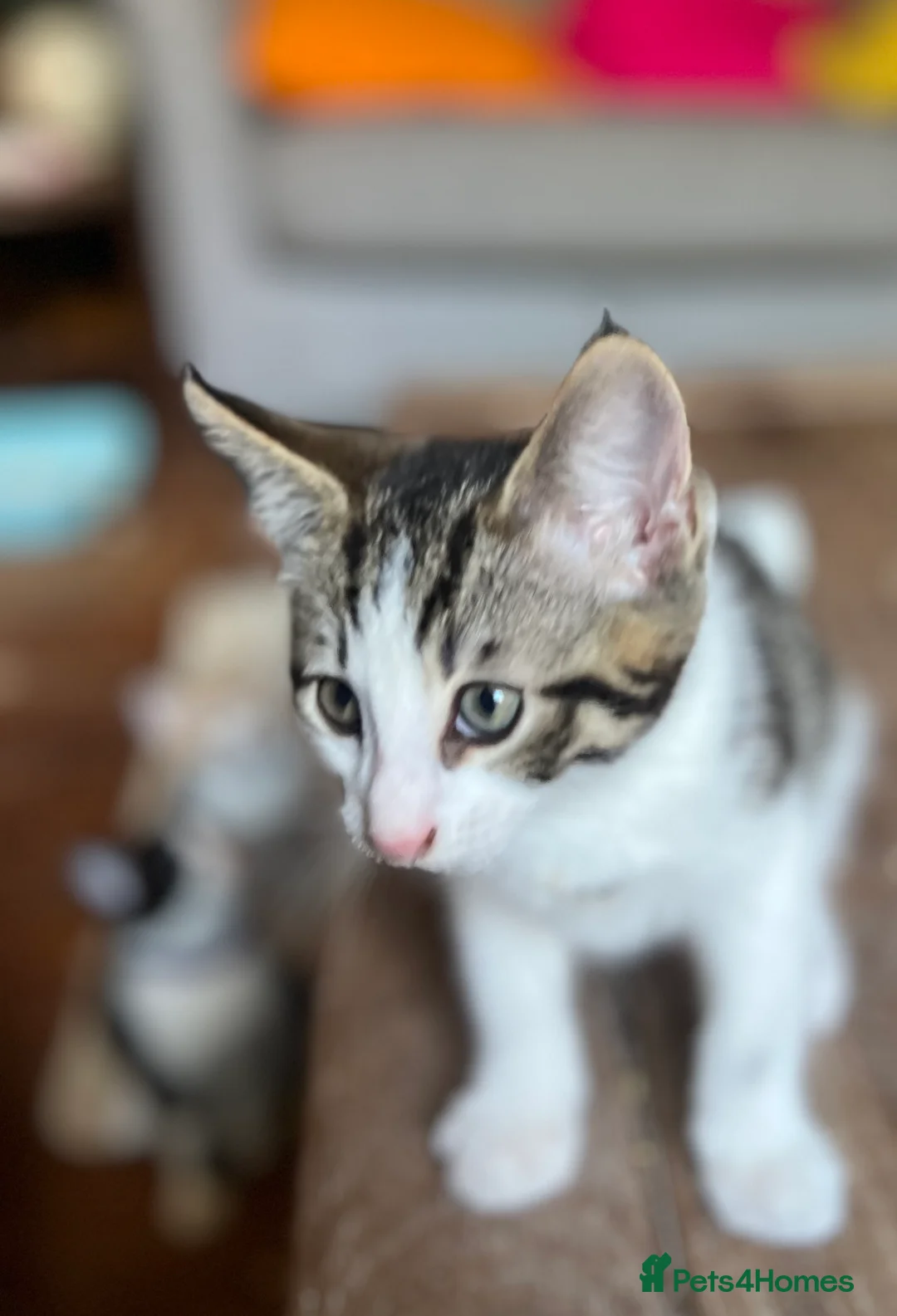 Mixed Breed cats for sale: Siberian X kittens ready now - Advert 2