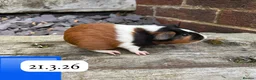 Guinea Pig rodents for sale: Gorgeous baby guinea pigs. Sheffield - Advert 12