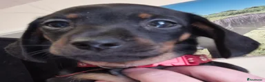 Dachshund Puppy 2