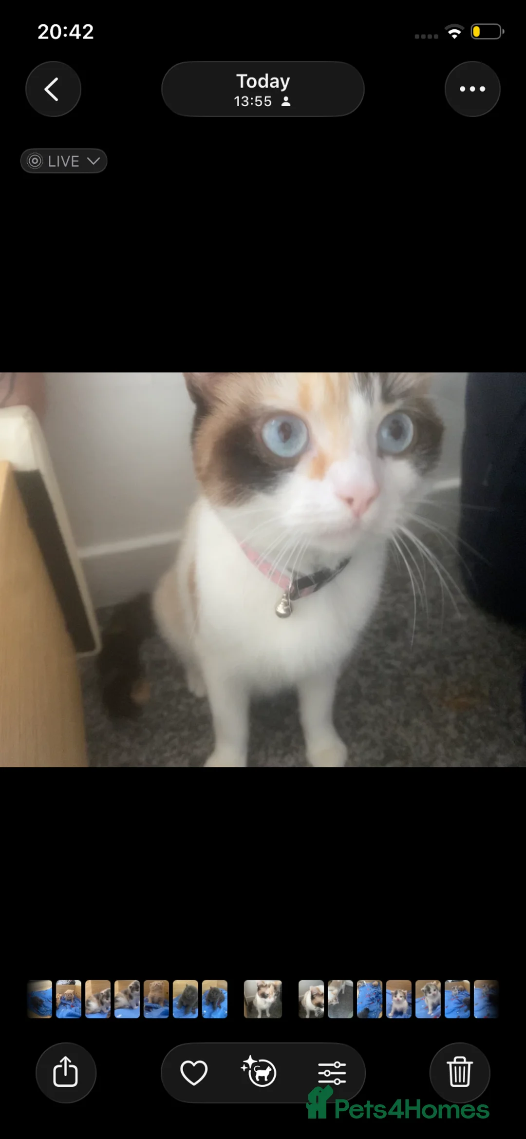 British Shorthair cats for sale: Purebred British Shorthair Kittens  in Bradford - Advert 15