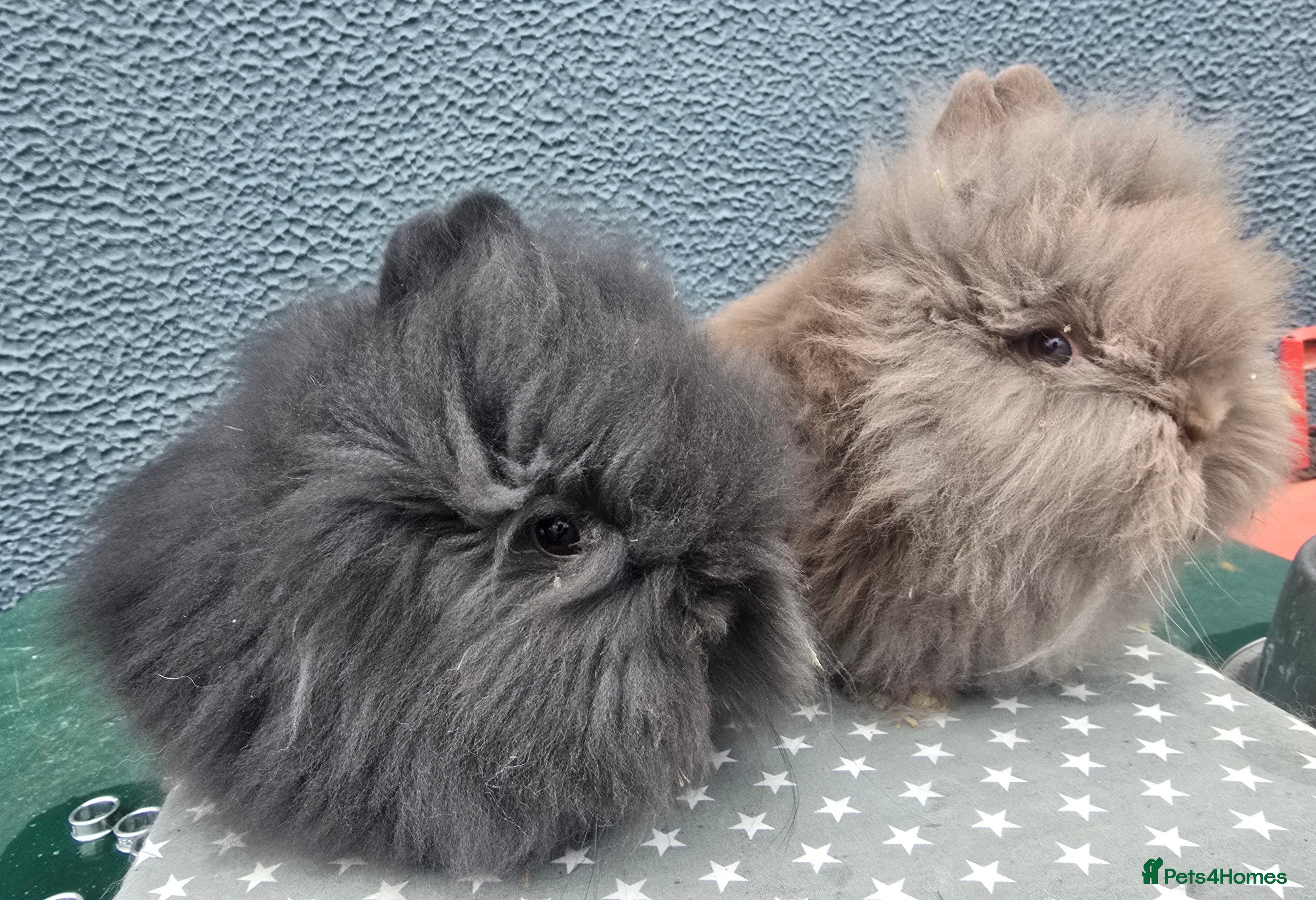 Lionhead rabbits Gorgeous Purebred Lionheads available  - Advert 2