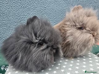 Lionhead rabbits Gorgeous Purebred Lionheads available - Advert 2