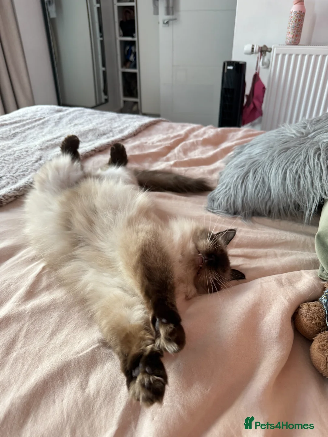 Ragdoll cats for sale: Olive the Ragdoll, 3yrs, Neutered & Microchipped - Advert 2