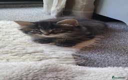 Mixed Breed cats for sale: Lovely kittens Looking for new Homes  - Image 34