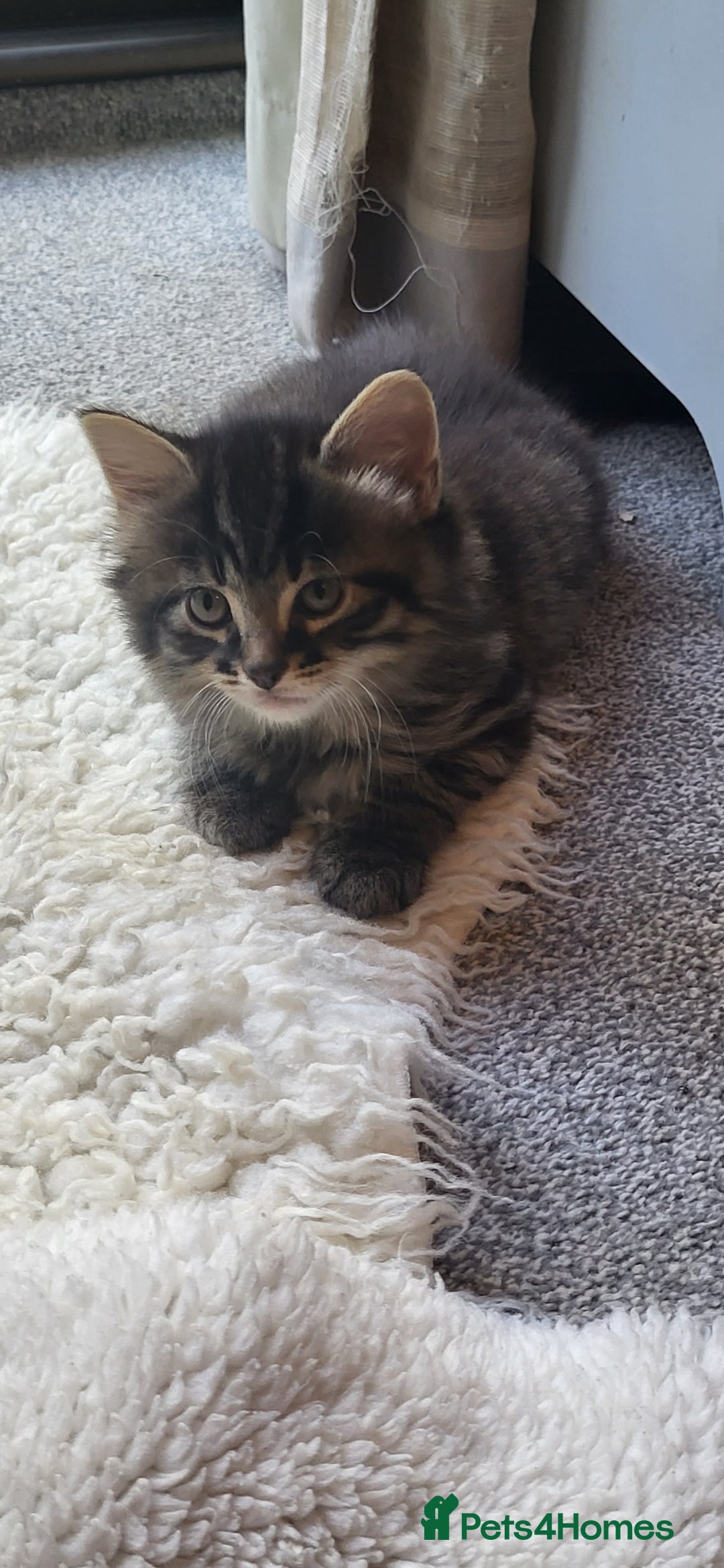 Mixed Breed cats for sale: Lovely kittens Looking for new Homes  - Image 34