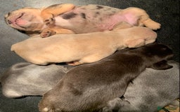 French Bulldog dogs for sale: French bulldogs need loving new homes - Advert 3