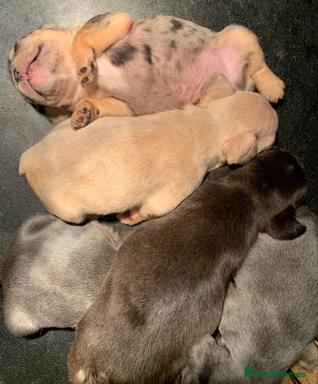 French Bulldog dogs for sale: French bulldogs need loving new homes - Advert 3