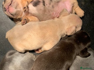 French Bulldog dogs Fabulous French bulldogs of excellent quality - Advert 2