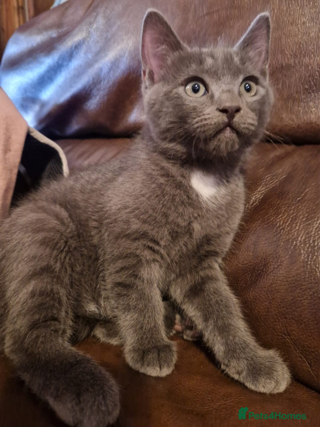 Ragdoll cats for sale: Ragdoll x Egyptian Mau - Advert 3