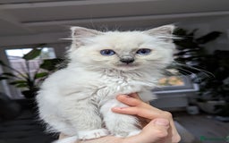 Ragdoll cats for sale: Last Gorgeous Ragdoll kitten - Image 5