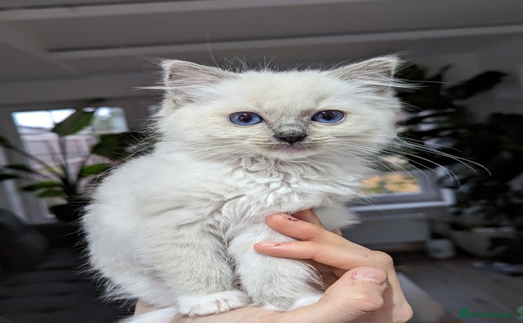 Ragdoll cats - Advert 12
