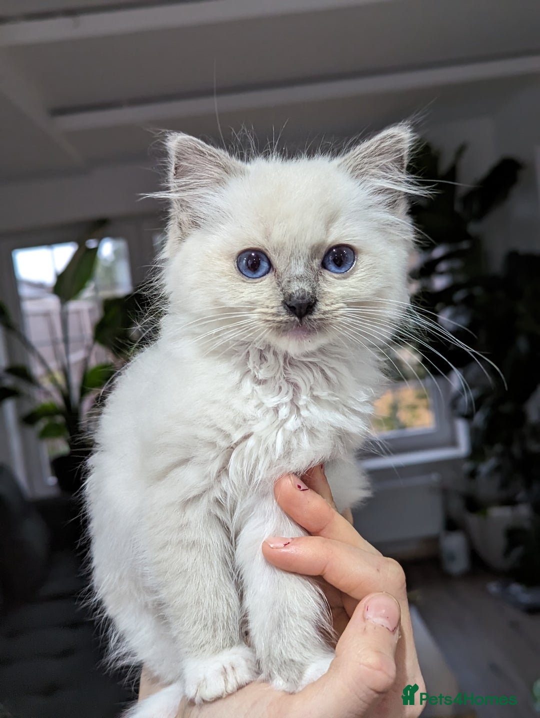 Ragdoll cats for sale: Last Gorgeous Ragdoll kitten - Image 5