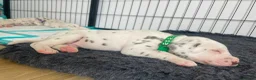 Dalmatian dogs for sale: Exceptional KC Liver Spotted Dalmatian Puppies - Advert 8