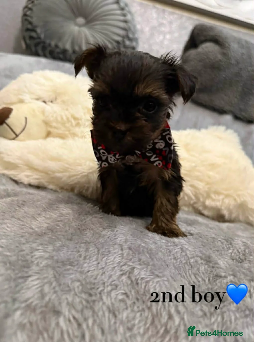 Yorkshire Terrier dogs for sale: Looking for a loving home🏠❤️ - Advert 8