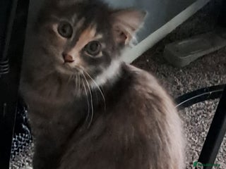 Mixed Breed cats 3 Stunning female kittens looking for home. - Advert 2