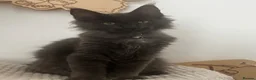 Maine Coon cats for sale: Adorable Gccf registered Mainecoons  - Advert 3