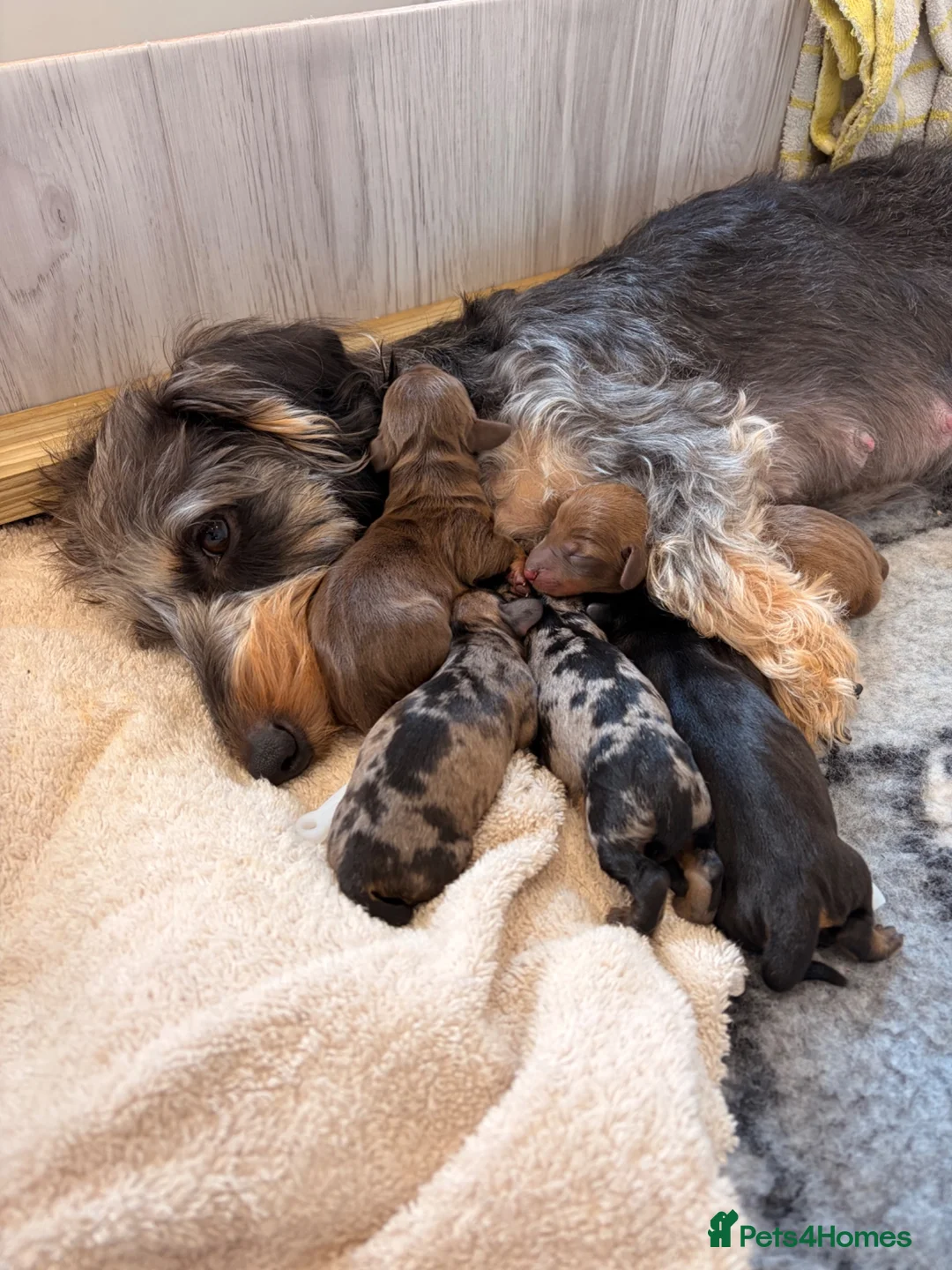 Miniature Dachshund dogs for sale: Miniature Wire Hair Dachshund  - Advert 1