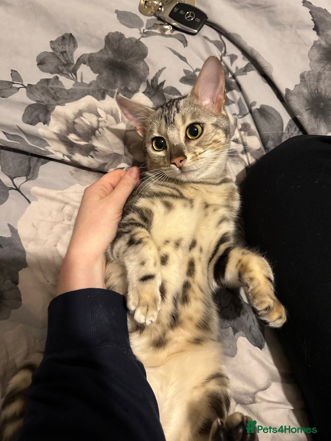 Bengal cats for sale: Full Bengal Female - Advert 3