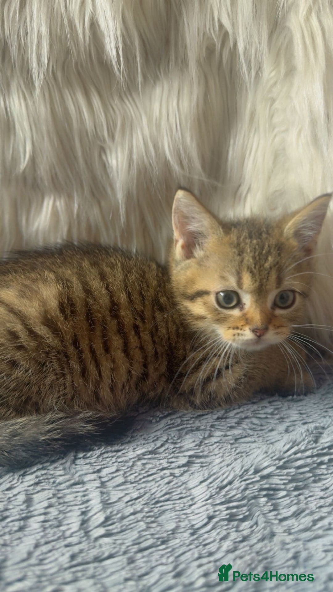 Mixed Breed cats for sale: Beautiful kittens in Leicester - Image 9