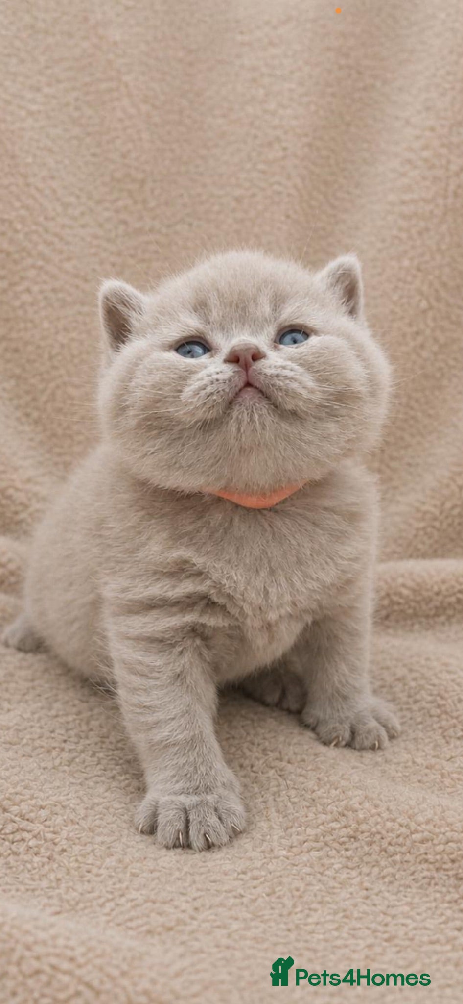 British Shorthair cats STUNNING GCCF ACTIVE LILAC KITTEN - Advert 10