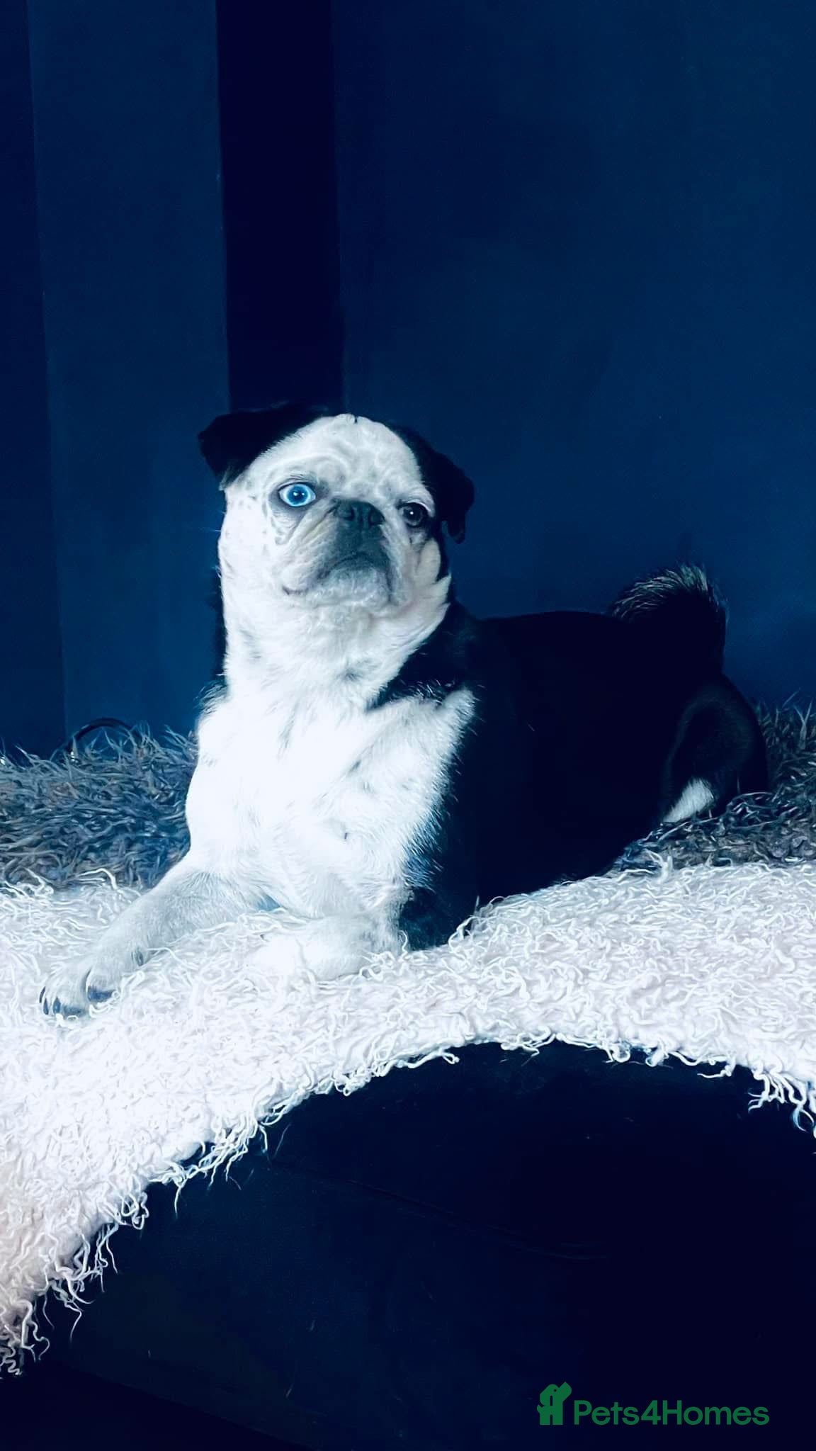 Pug dogs Beautiful & Unusual Purebred Pug Puppies £1000 - Advert 9