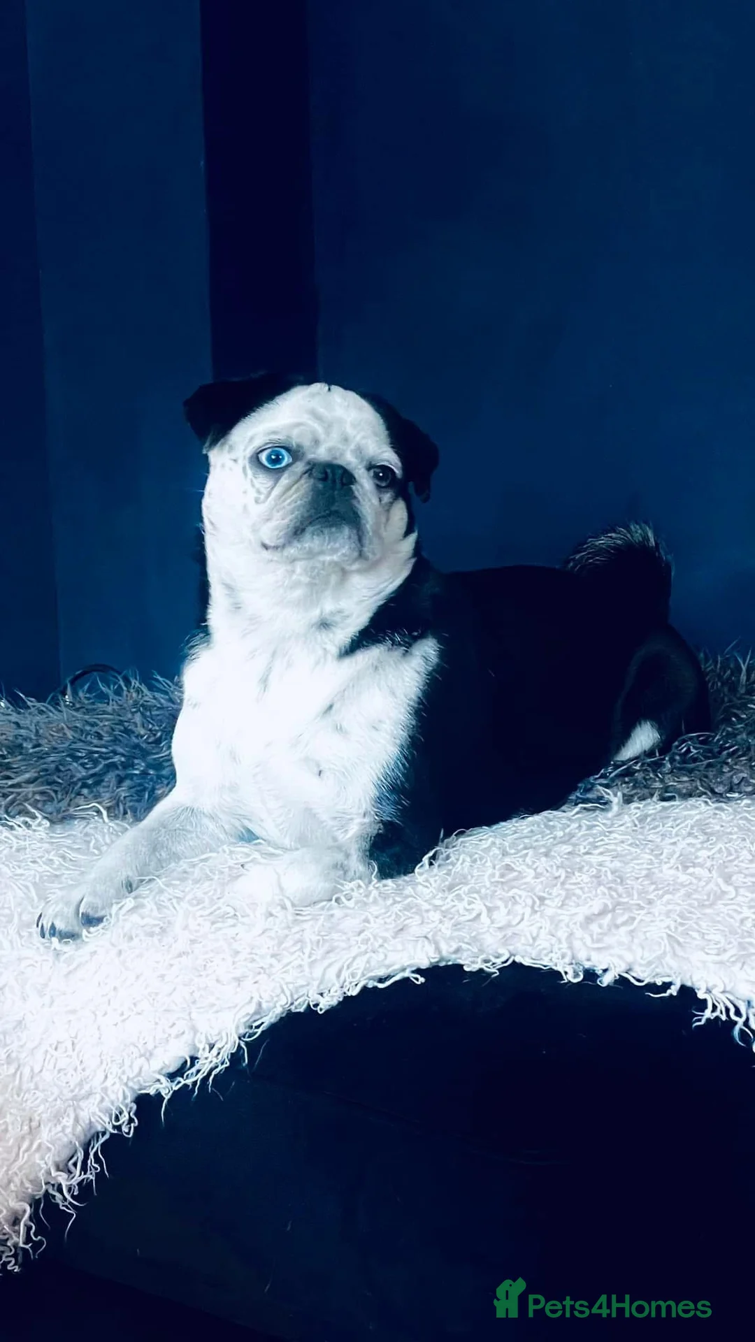 Pug dogs for sale: Beautiful & Unusual Purebred Pug Puppies £1000 - Advert 1