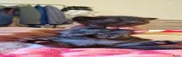 British Longhair cats for sale: Kittens  - Advert 2