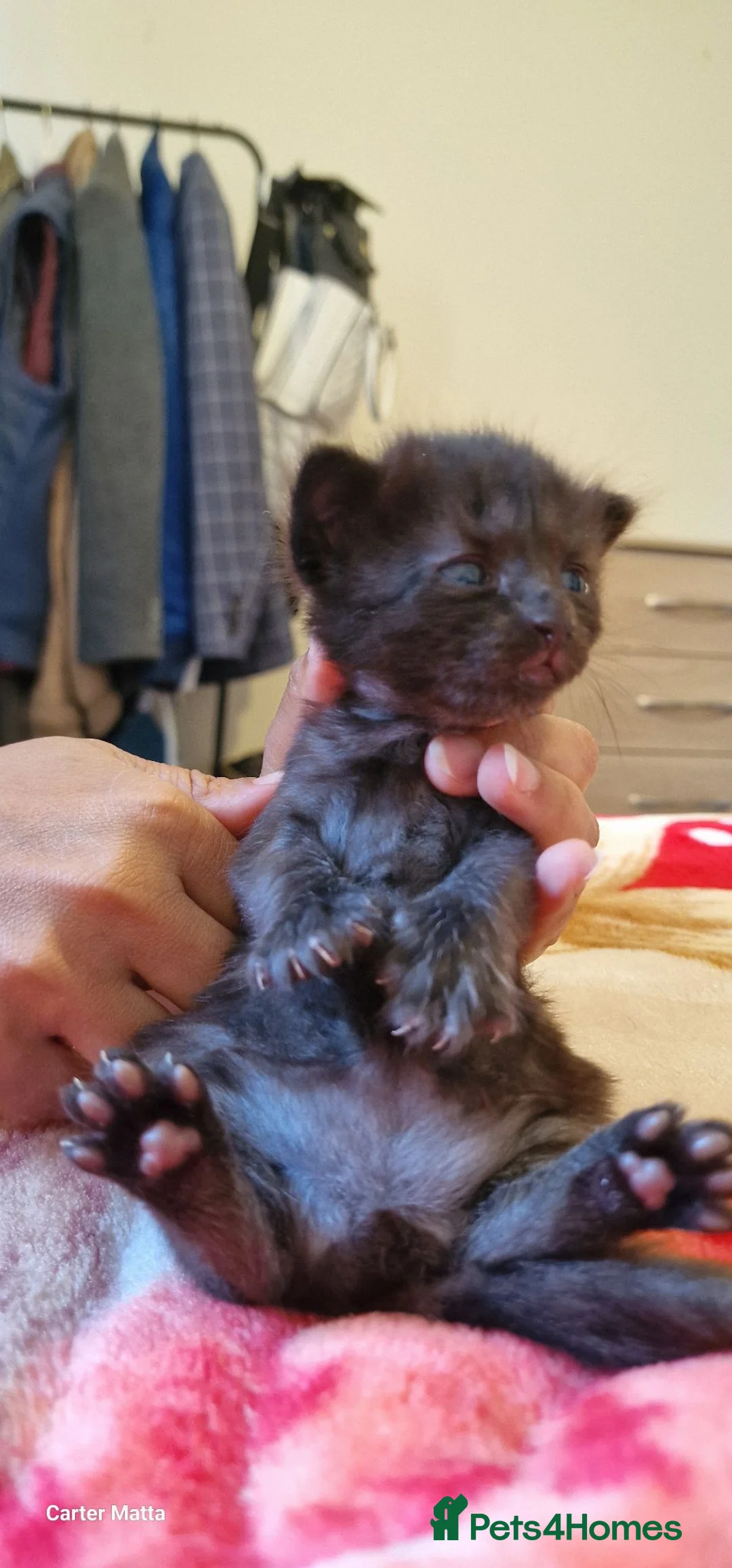 British Longhair cats for sale: Kittens  - Advert 2